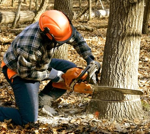 Tree Removal in Searsmont, ME